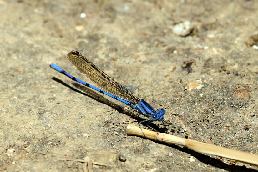 dragonfly_5638
