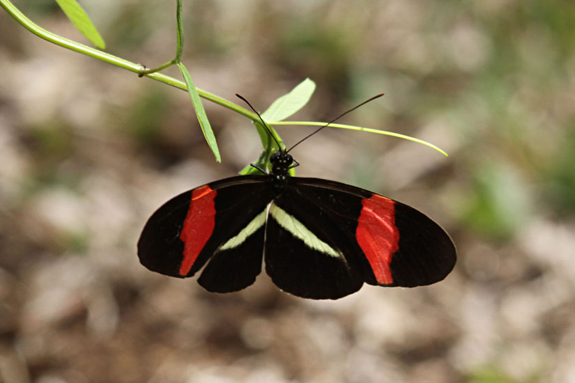 erato heliconian_5628