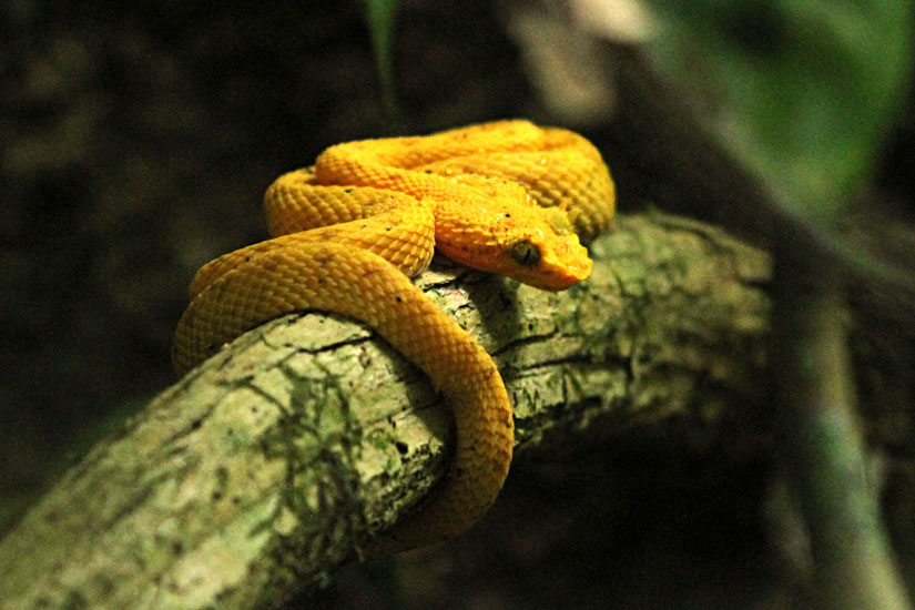 eyelash viper_3968