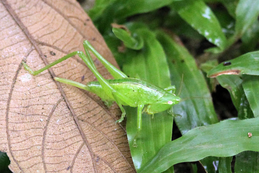 grasshopper_4116
