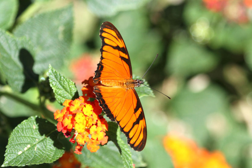 scarce silver-spotted flambeau_0932