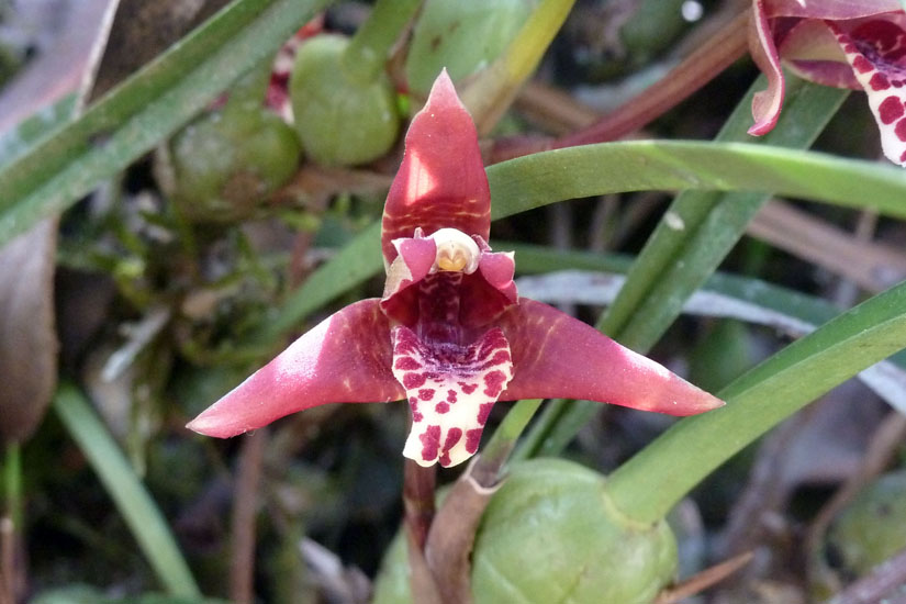 P1120529